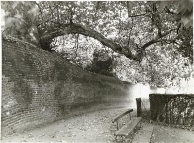 cc02118 Christs Pieces.jpg; cc02118; Tree overhanging Milton's walk Christ's Pieces; Photograph